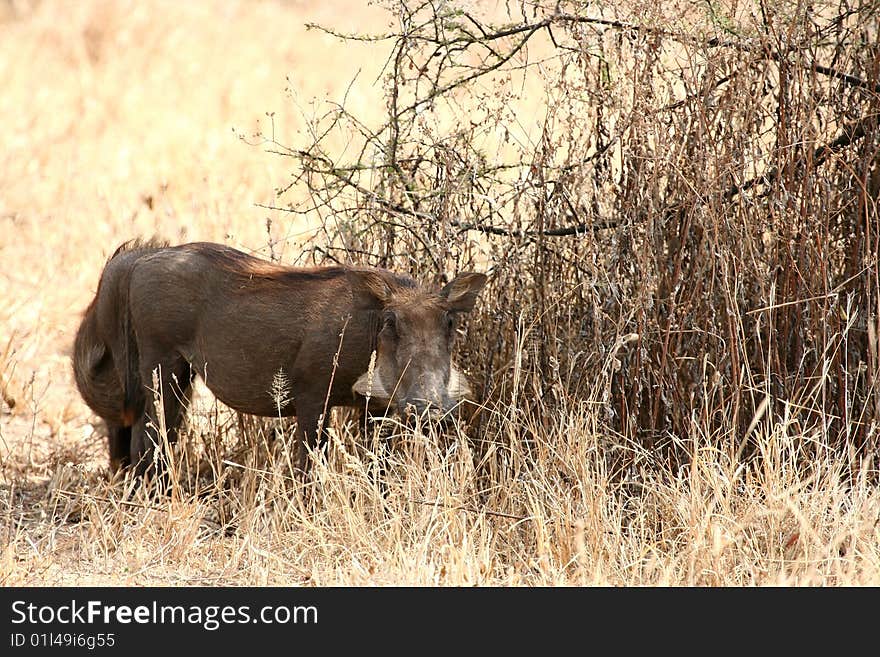 Warthogs (Phacochoerus africanus) grazing in Tarangire National Park, Tanzania