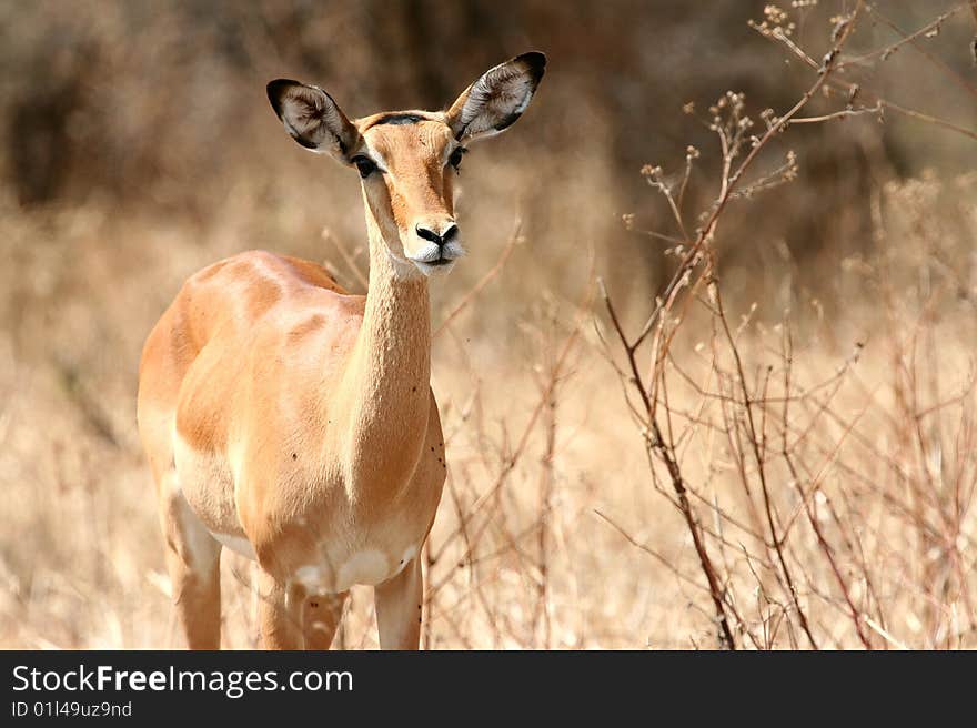 Impala antelope (Aepyceros melampus) in Tarangire National Park, Tanzania