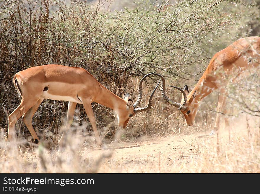 Impalas fighting