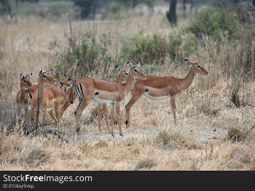 Small herd of impala antelopes (Aepyceros melampus) in Tarangire National Park, Tanzania. Small herd of impala antelopes (Aepyceros melampus) in Tarangire National Park, Tanzania