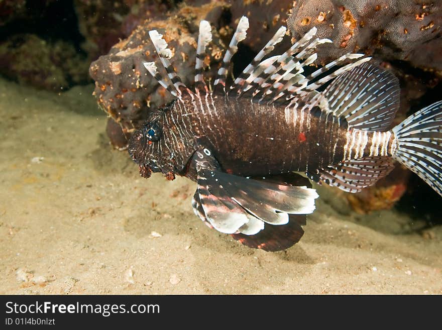 Lionfish (pterois miles) taken in the red sea.