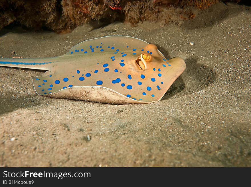 Bluespotted stingray (taeniura lymma) taken in the red sea.