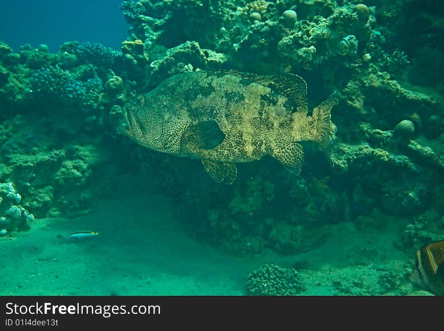 Potato grouper (epinephelus tukula) taken in the red sea.