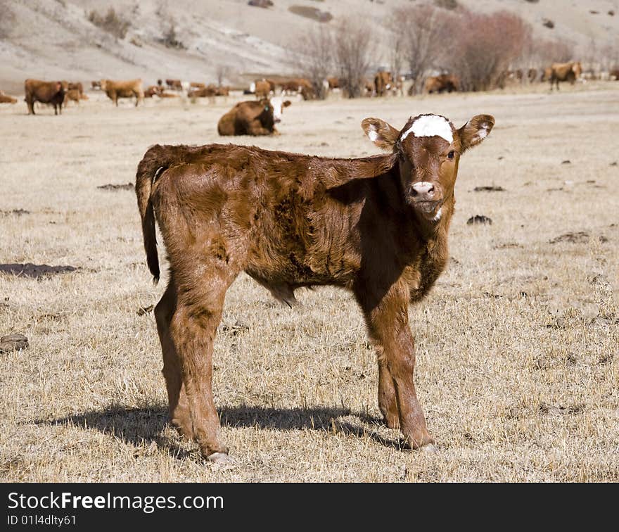 Young calf