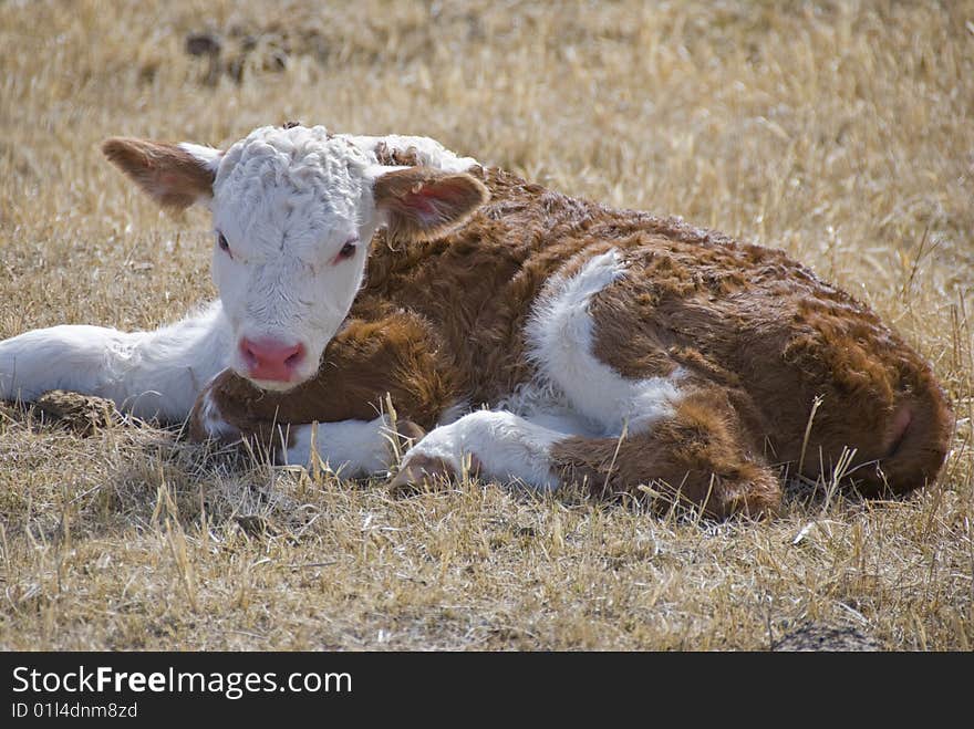 Young calf