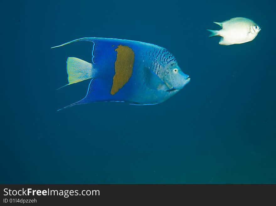 Yellowbar angelfish (pomacanthus maculosus) taken in the red sea.