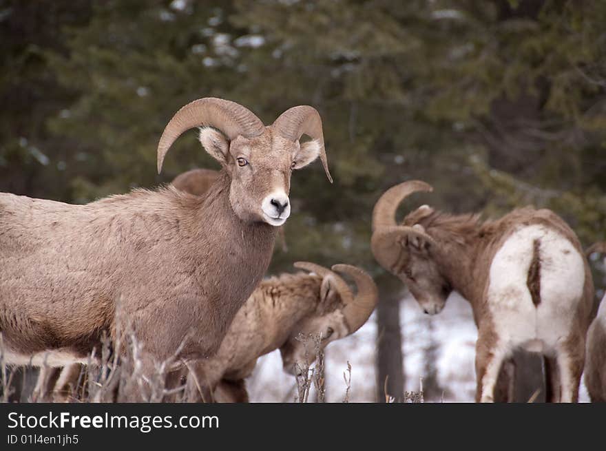 Bighorn Rams fighting