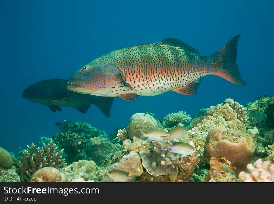 Coralgrouper (plectropomus pessuliferus) taken in the red sea.