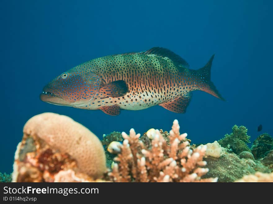 Coralgrouper (plectropomus pessuliferus) taken in the red sea.