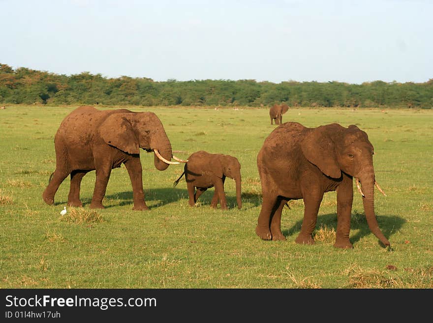 Two adult elephants and one baby walking across a clearing. Two adult elephants and one baby walking across a clearing