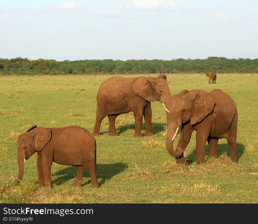 Two adult elephants and one baby foraging for food. Two adult elephants and one baby foraging for food