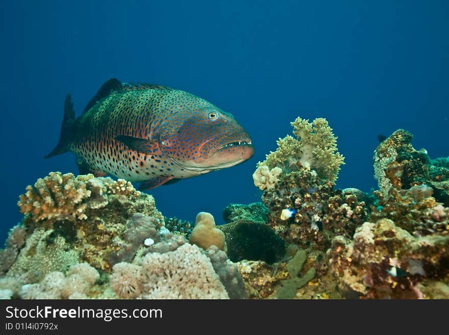 Coralgrouper (plectropomus pessuliferus) taken in the red sea.