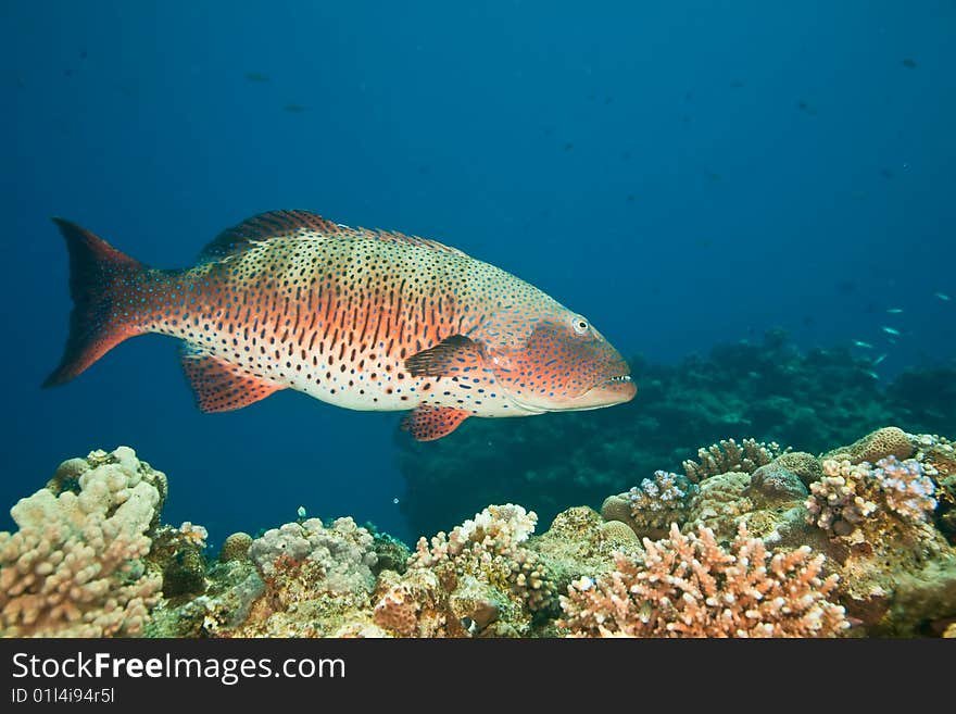 Coralgrouper (plectropomus pessuliferus) taken in the red sea.