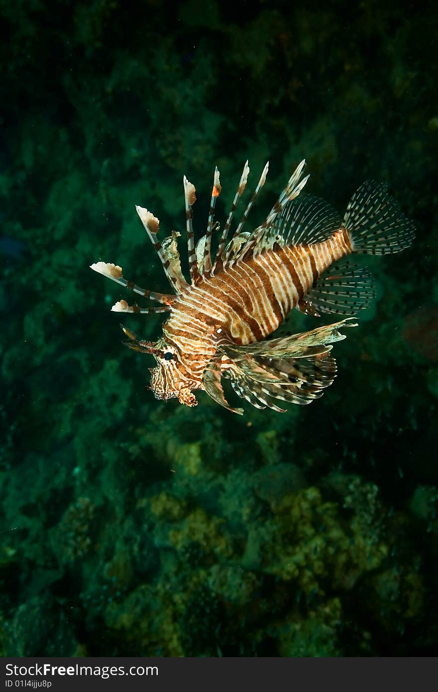 Lionfish (pterois miles) taken in the red sea.