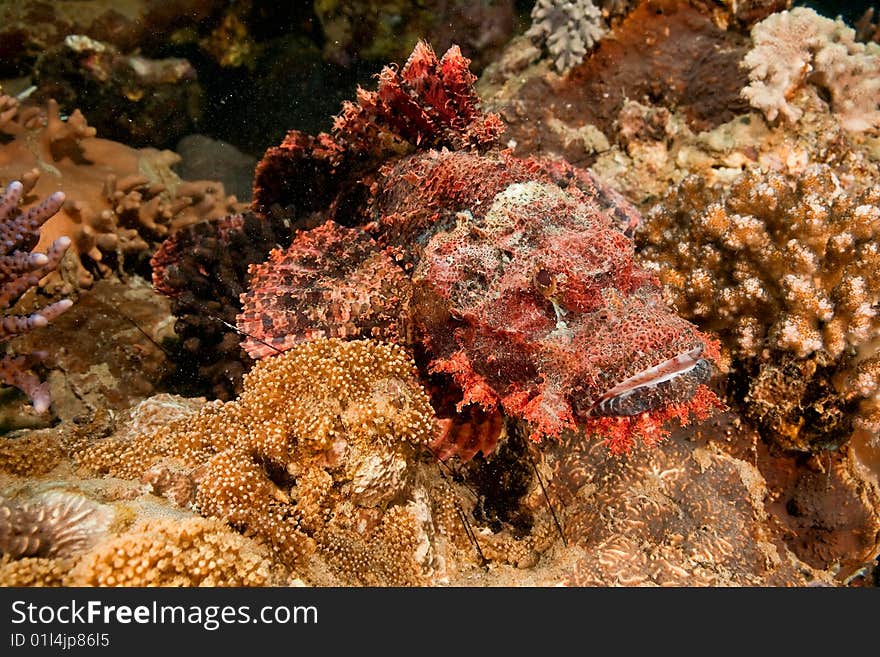 Smallscale scorpionfish