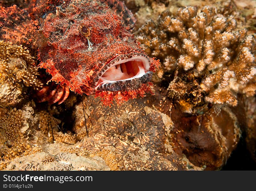 Smallscale scorpionfish (scorpaenopsis oxycephala) taken in the red sea.