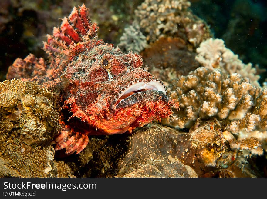 Smallscale scorpionfish (scorpaenopsis oxycephala) taken in the red sea.