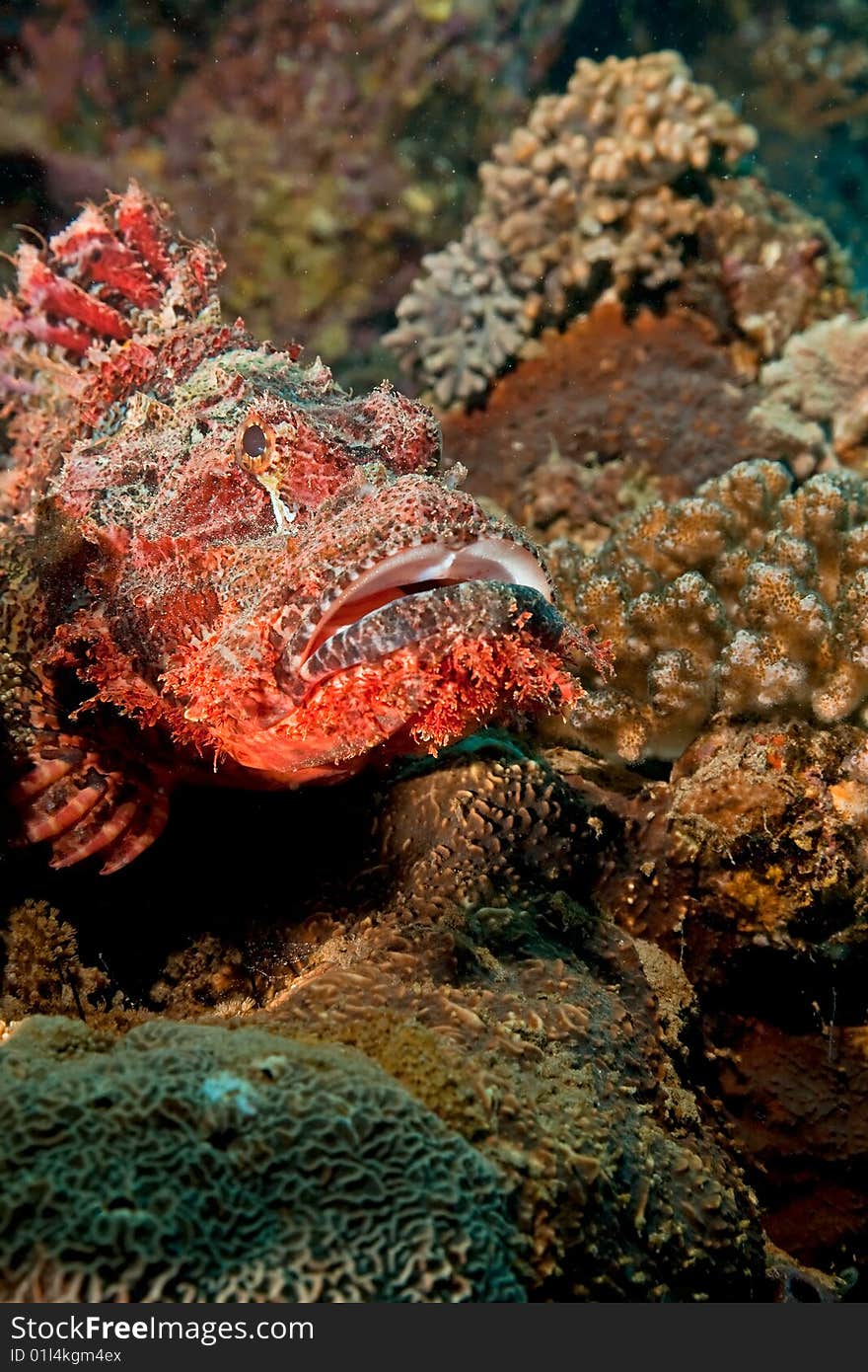 Smallscale scorpionfish (scorpaenopsis oxycephala) taken in the red sea.