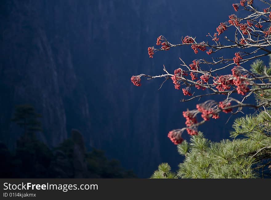 Rowans in the mountains in the south of china