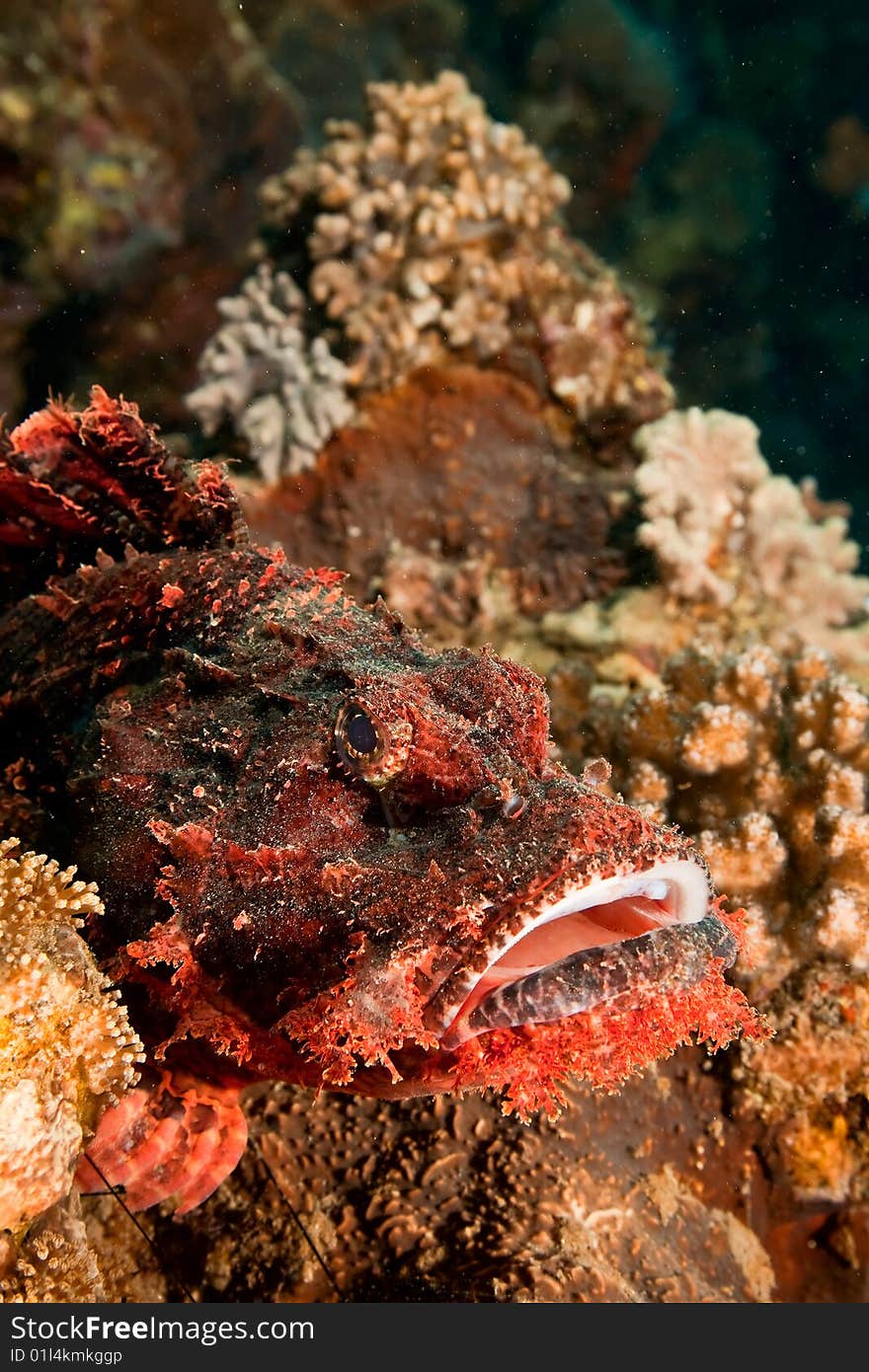 Smallscale scorpionfish (scorpaenopsis oxycephala) taken in the red sea.