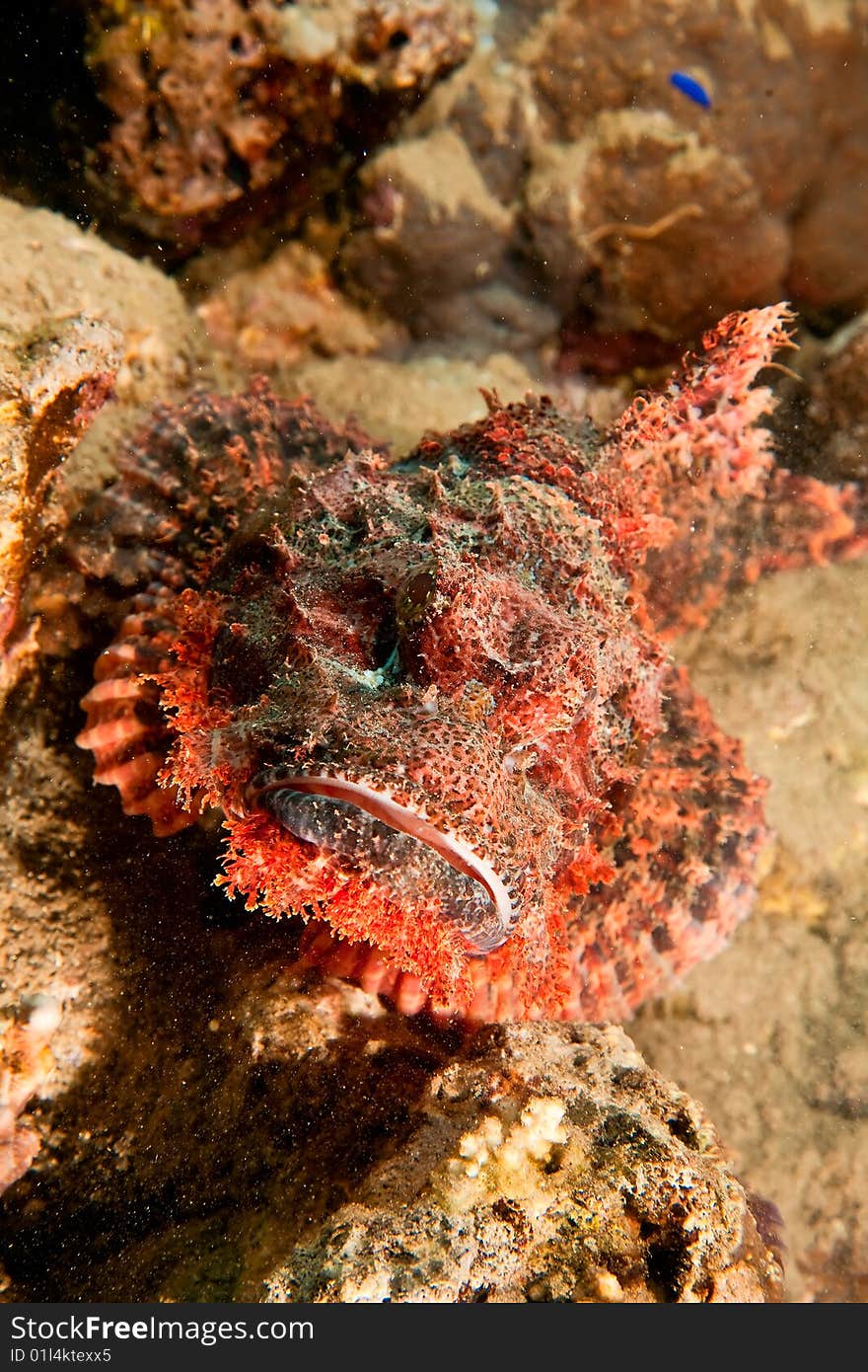 Smallscale scorpionfish (scorpaenopsis oxycephala) taken in the red sea.