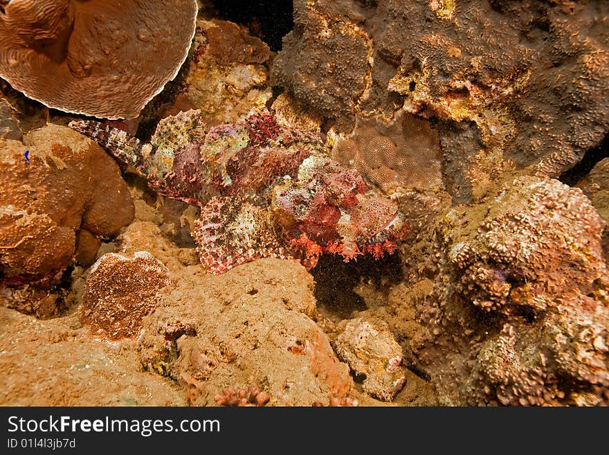 Smallscale scorpionfish (scorpaenopsis oxycephala) taken in the red sea.