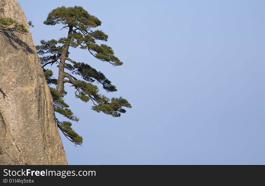 Pines in sky