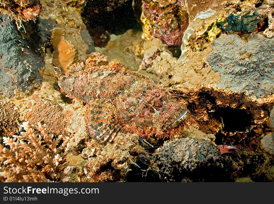 Smallscale scorpionfish (scorpaenopsis oxycephala) taken in the red sea.