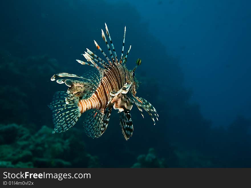 Lionfish (pterois miles) taken in the red sea.