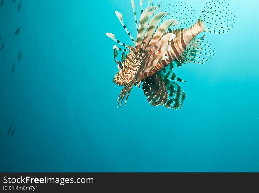 Lionfish (pterois miles) taken in the red sea.