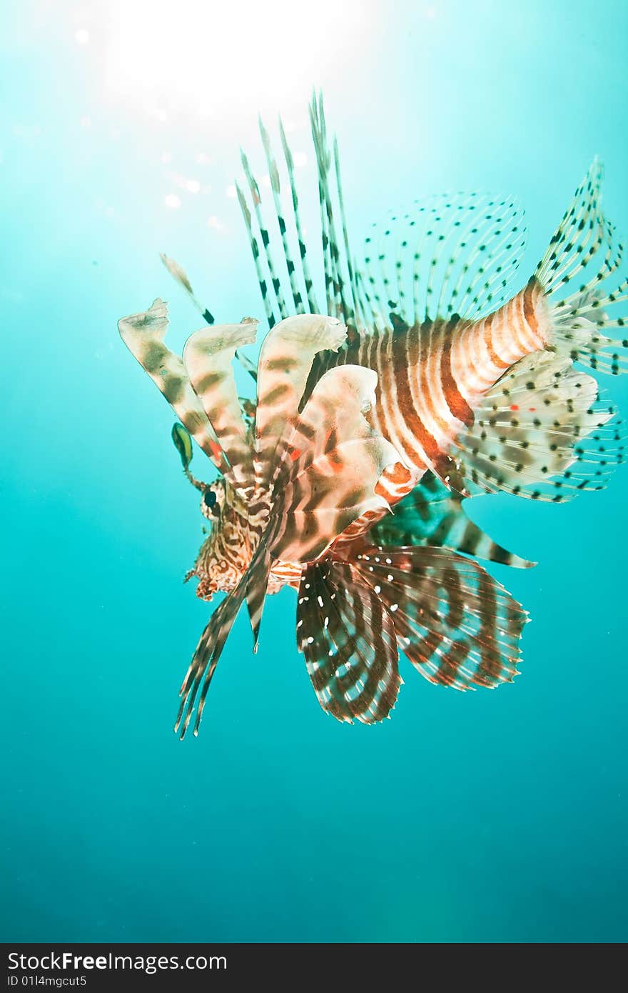 Lionfish (pterois miles) taken in the red sea.