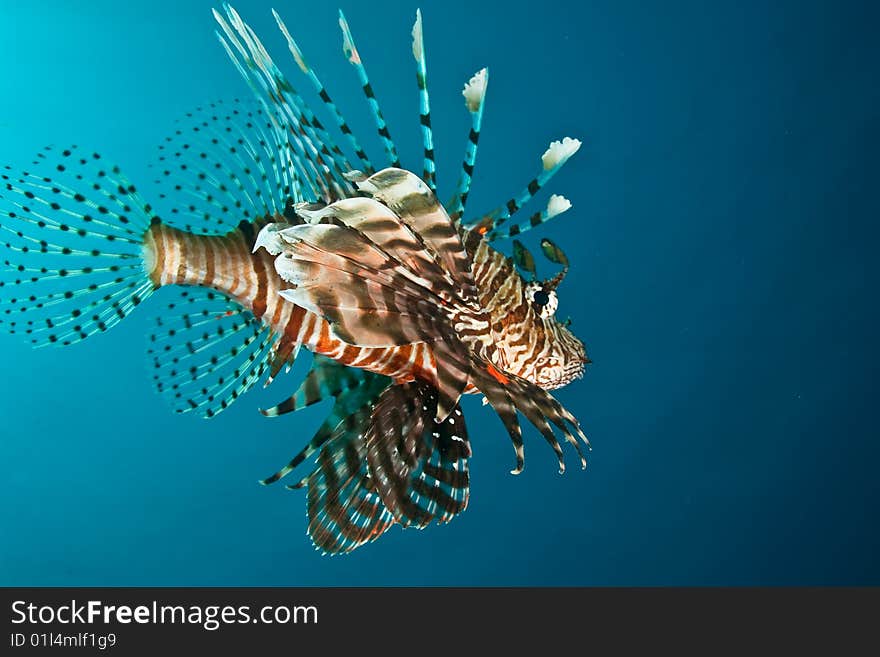 Lionfish (pterois miles) taken in the red sea.