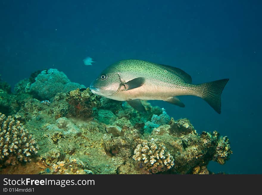 Black sweetlips (plectorhinchus sordidus) taken in the red sea.