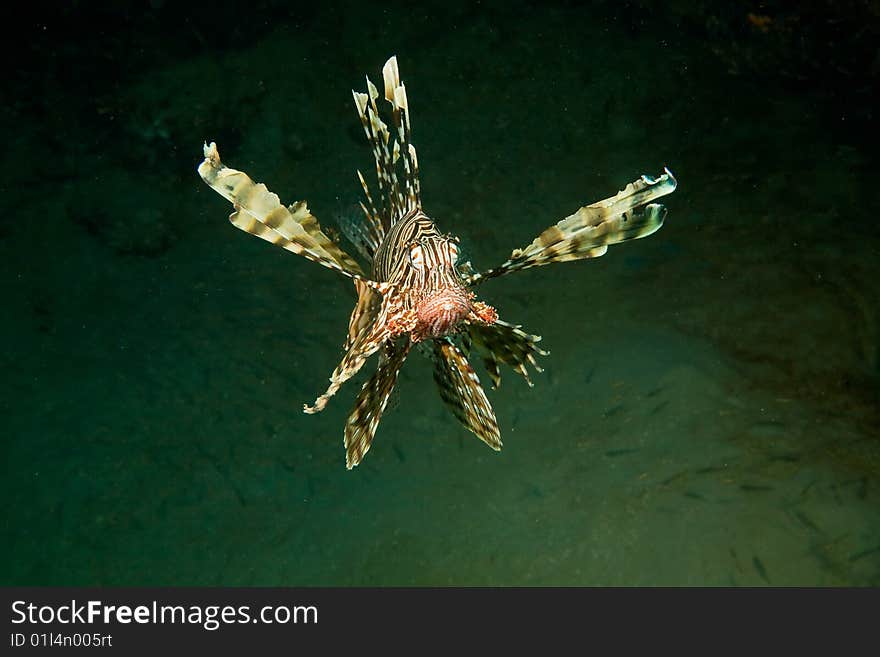 Lionfish (pterois miles) taken in the red sea.