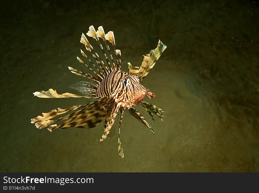 Lionfish (pterois miles) taken in the red sea.