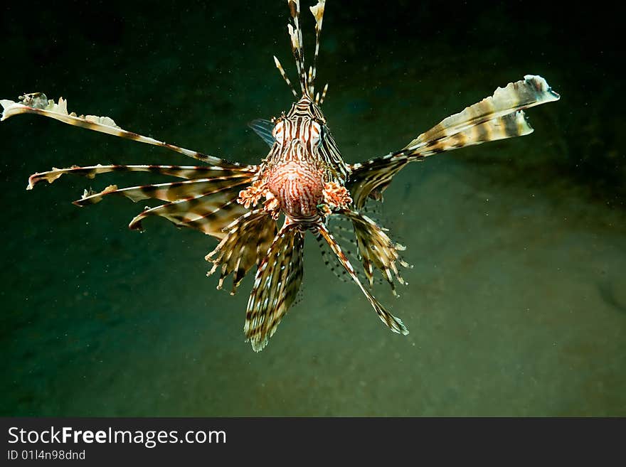 Lionfish (pterois miles) taken in the red sea.