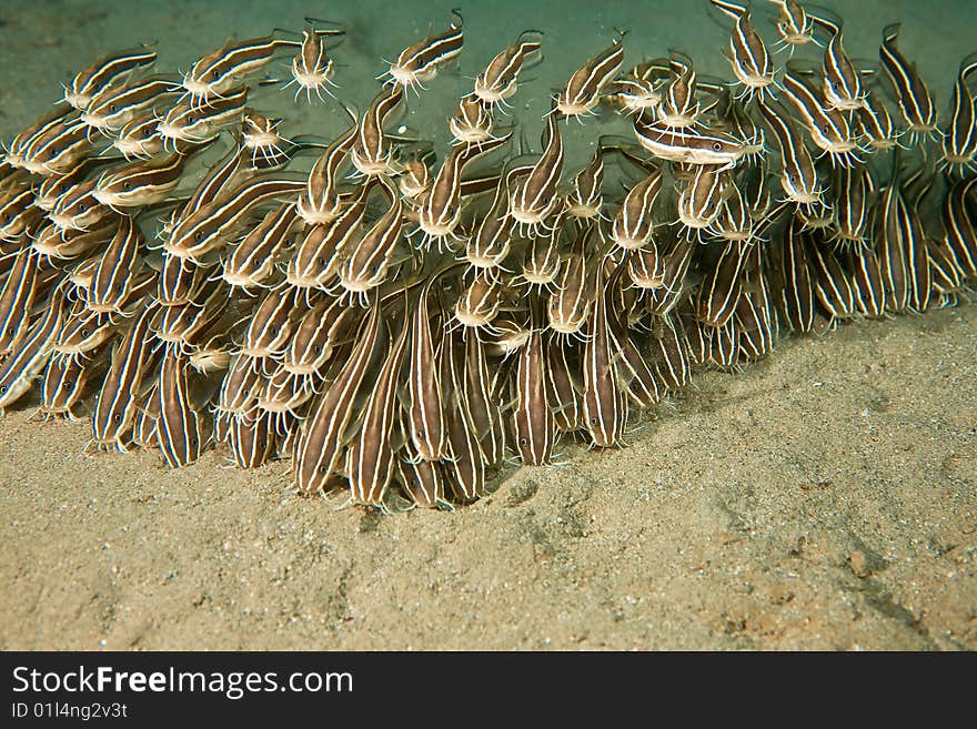 Striped eel catfish (plotosus lineatus) taken in the red sea.