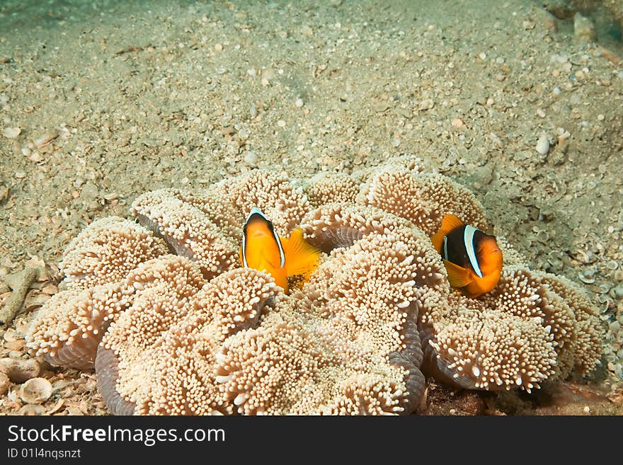 Anemonefish and haddon's anemone taken in the red sea.