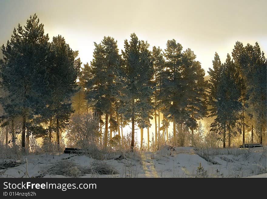 Gilt Of The Silver-plated Forest