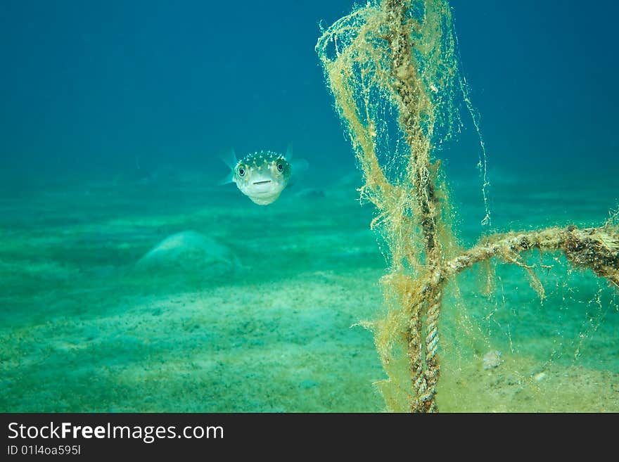 Pufferfish and ocean taken in the red sea.