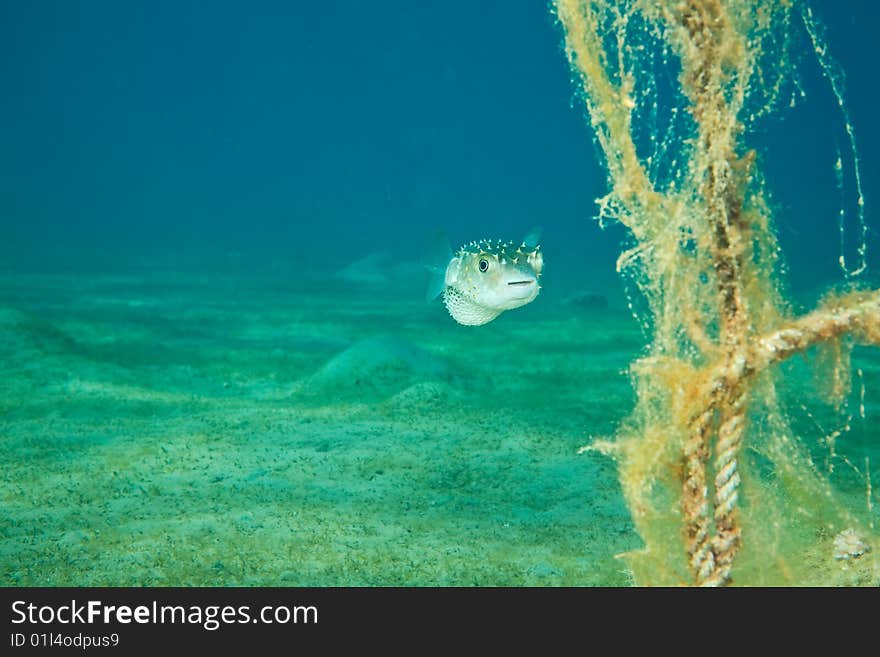 Pufferfish and ocean taken in the red sea.