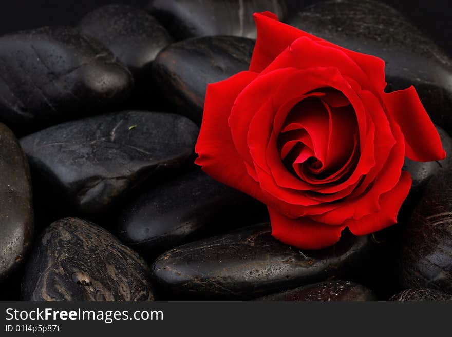 Red rose on black stone background.