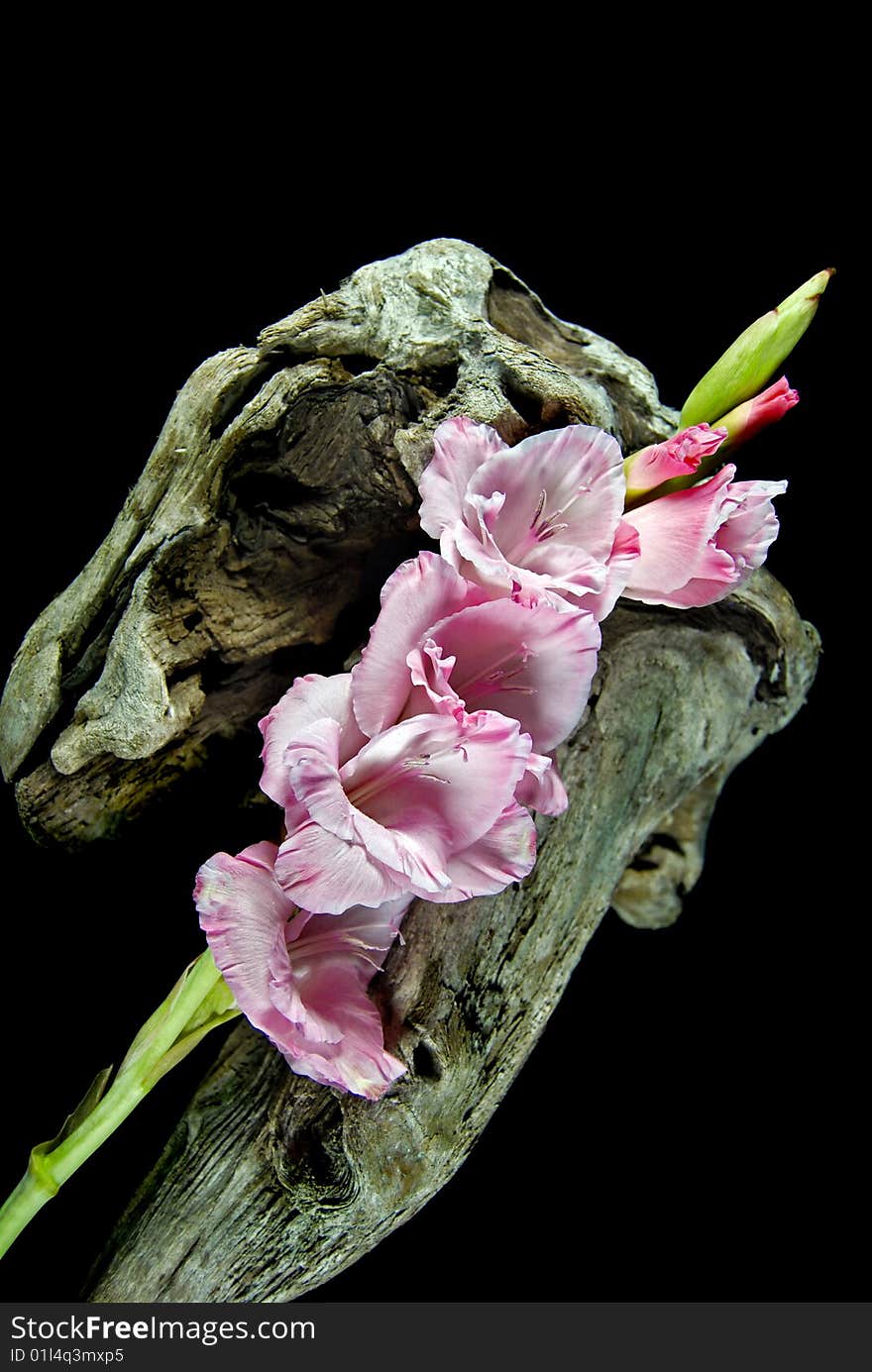 Pink gladiola on a unique piece of driftwood. Pink gladiola on a unique piece of driftwood.