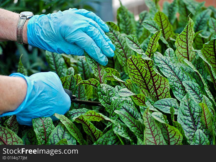 Greenhouse worker pruning back a plant. Greenhouse worker pruning back a plant.