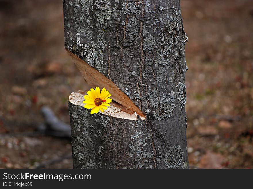 Ladybug on a brigh daisy in a notched maple tree. Ladybug on a brigh daisy in a notched maple tree.