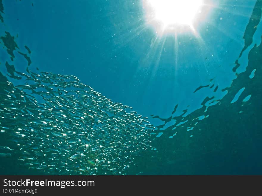 Striped mackerel (rastrelliger kanagurta) taken in the red sea.