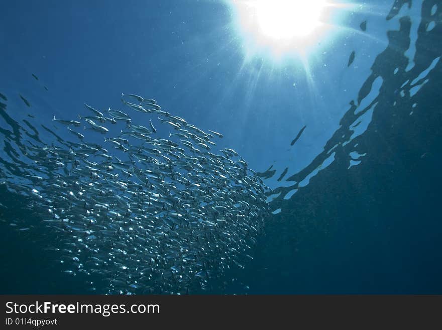 Striped mackerel