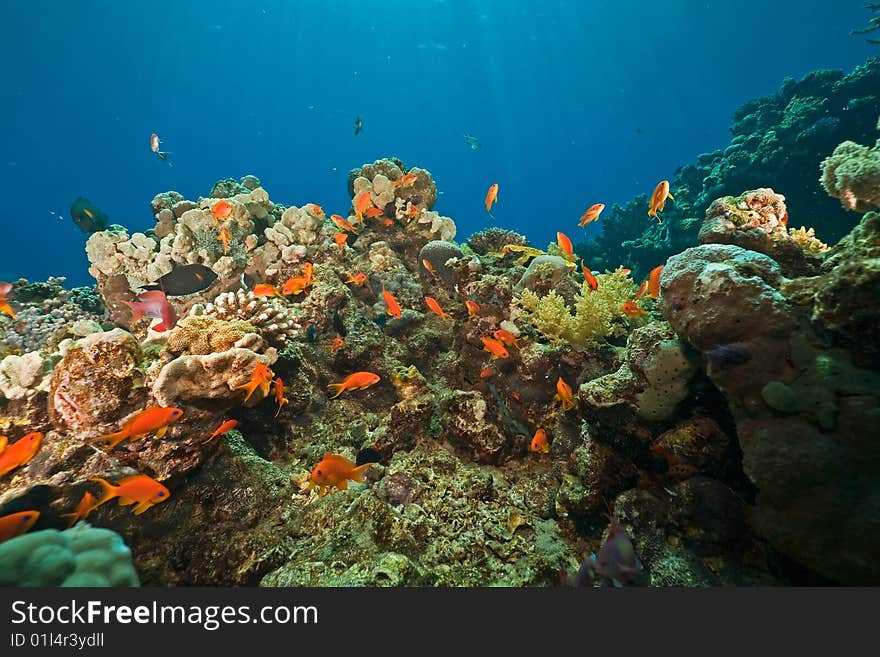 Coral and fish taken in the red sea.