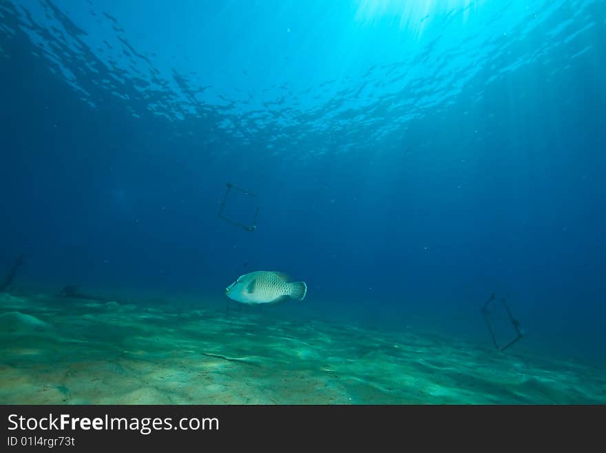 Ocean and napoleon wrasse taken in the red sea.