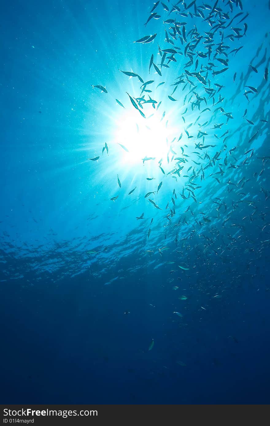 Ocean, fish and sun taken in the red sea. Ocean, fish and sun taken in the red sea.